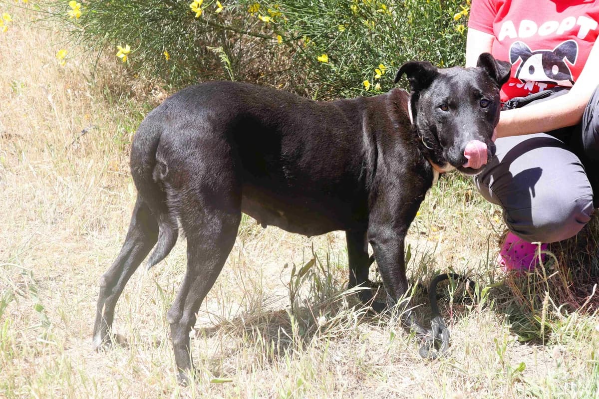 ATENA, Mixed Breed (O Cantinho da Milu)