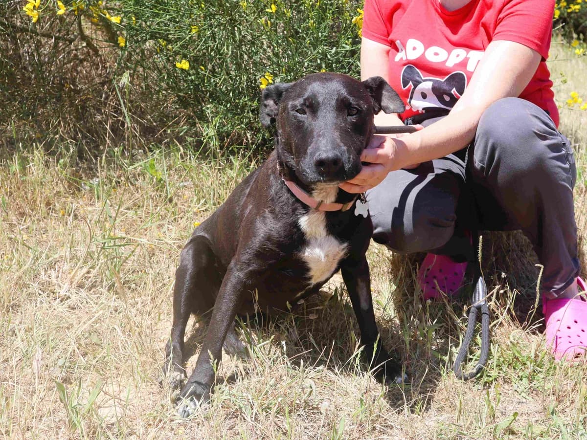 ATENA, Preto female 6yo Mixed Breed for adoption at O Cantinho da Milu, Lisbon