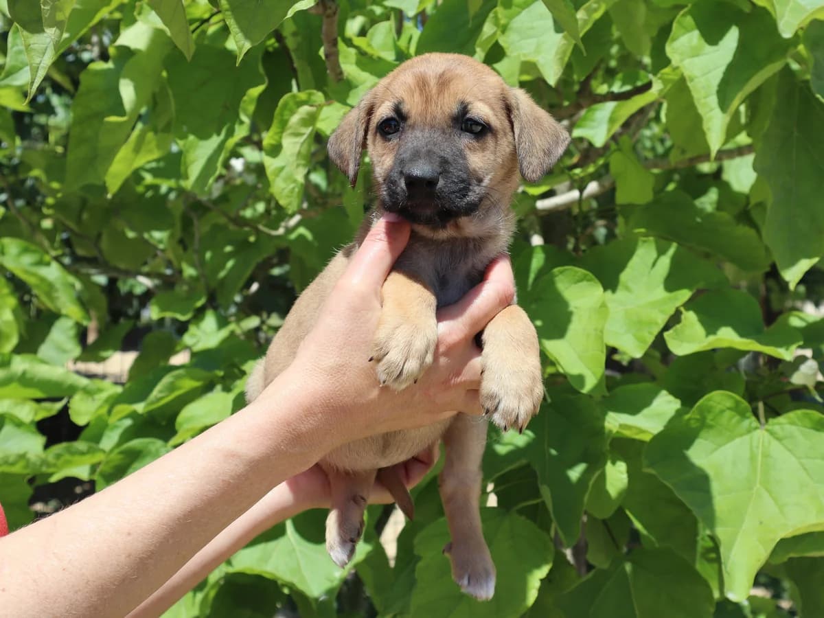 MILA, Mixed Breed (O Cantinho da Milu)