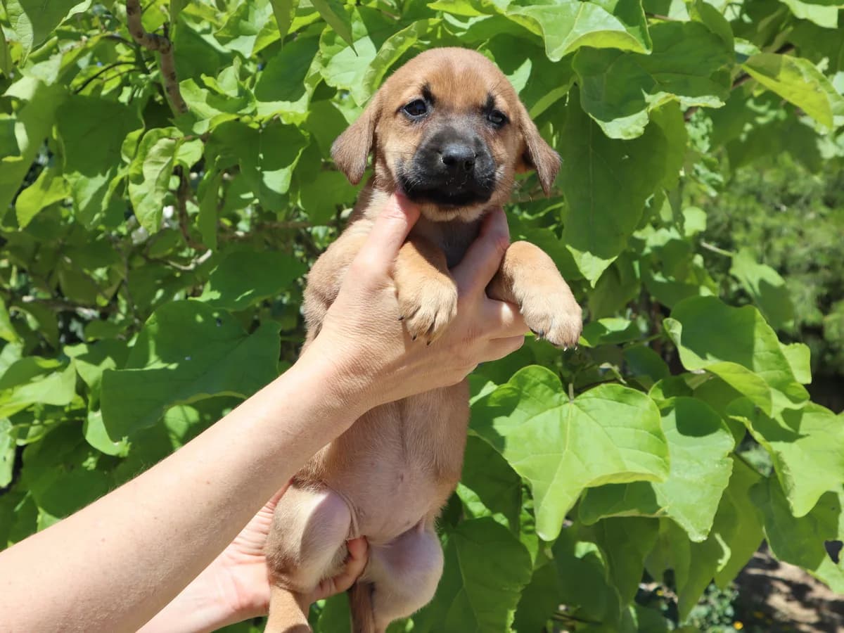 MALY, Mixed Breed (O Cantinho da Milu)