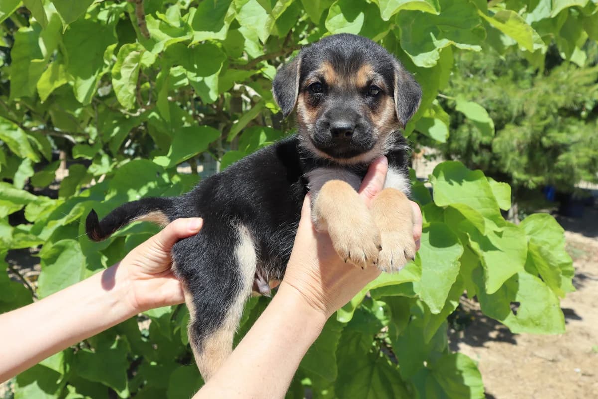 MINHO, Mixed Breed (O Cantinho da Milu)