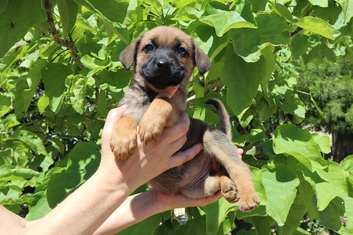 METTE, Mixed Breed (O Cantinho da Milu)