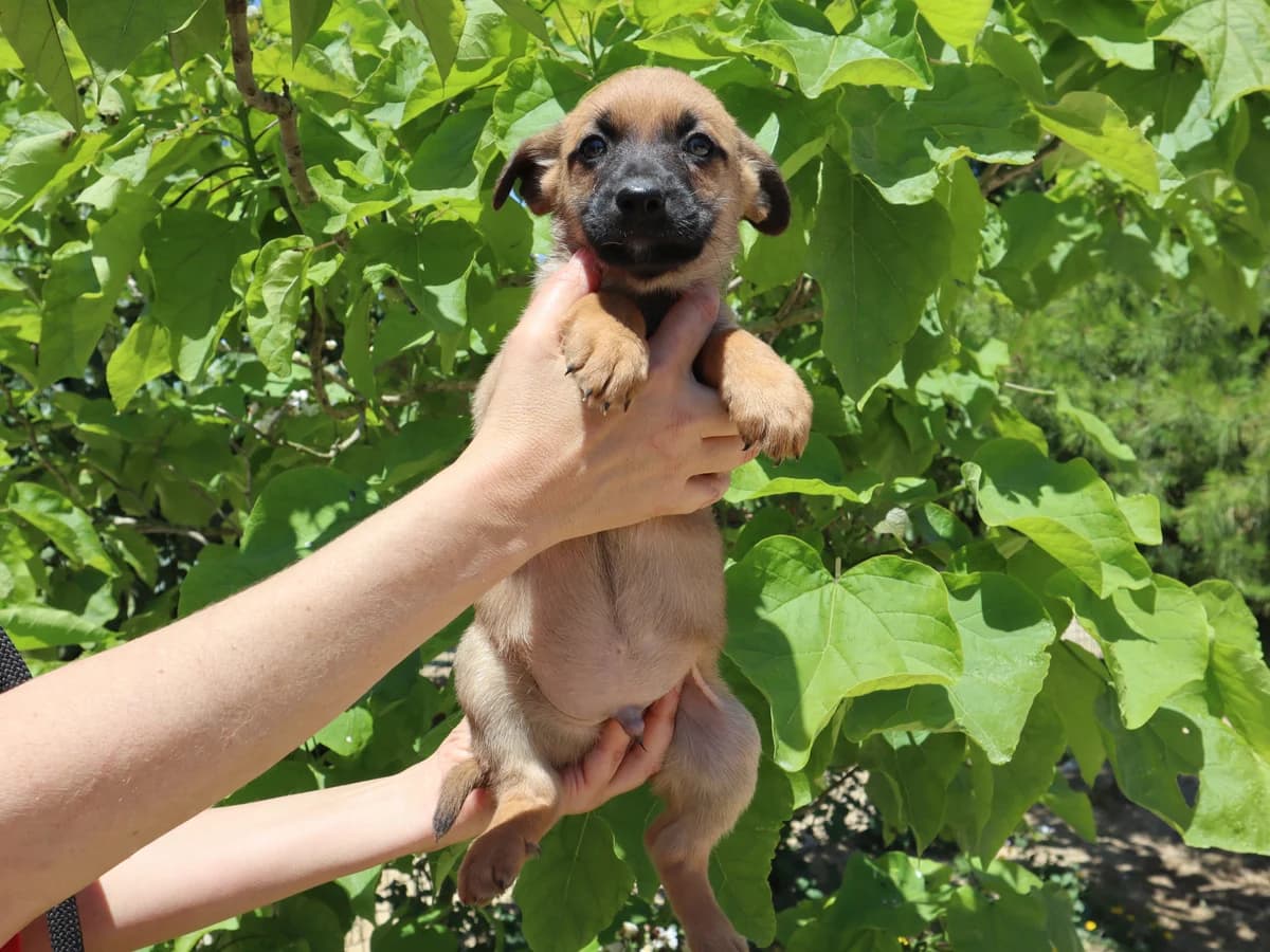 MATTEO, Mixed Breed (O Cantinho da Milu)