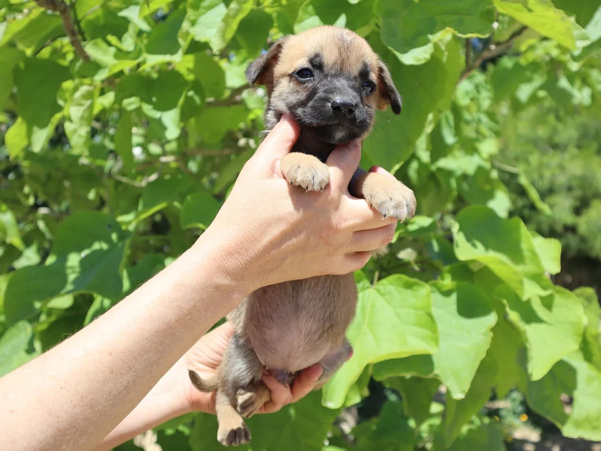 MARLEY, Mixed Breed (O Cantinho da Milu)