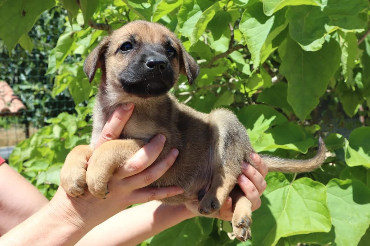 MAX, Mixed Breed (O Cantinho da Milu)