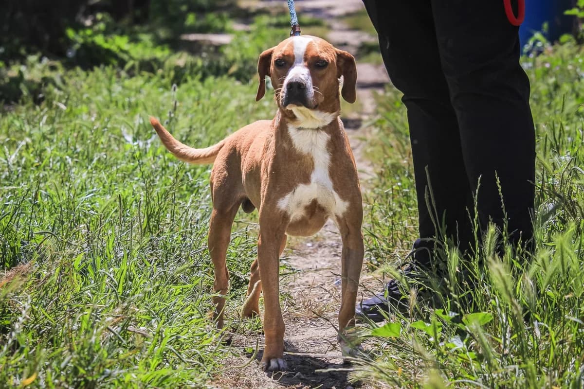 ARAMIS, Mixed Breed (O Cantinho da Milu)