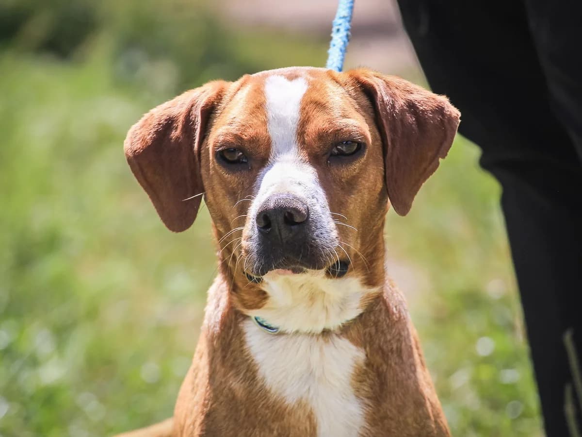 ARAMIS, Castanho e Branco male 3yo Mixed Breed for adoption at O Cantinho da Milu, Lisbon