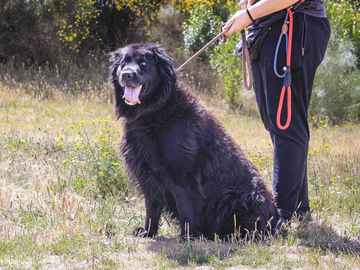 KIKA, Mixed Breed (O Cantinho da Milu)