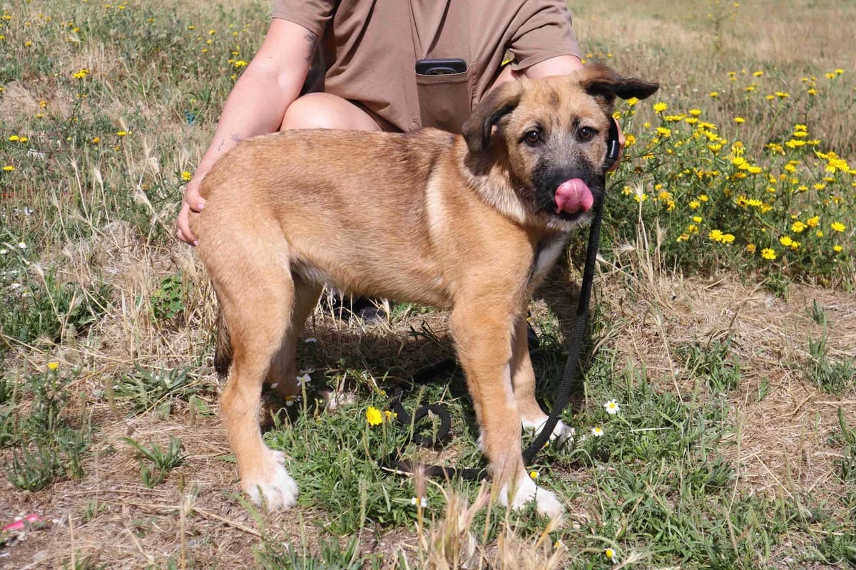 TAMARA, Mixed Breed (O Cantinho da Milu)