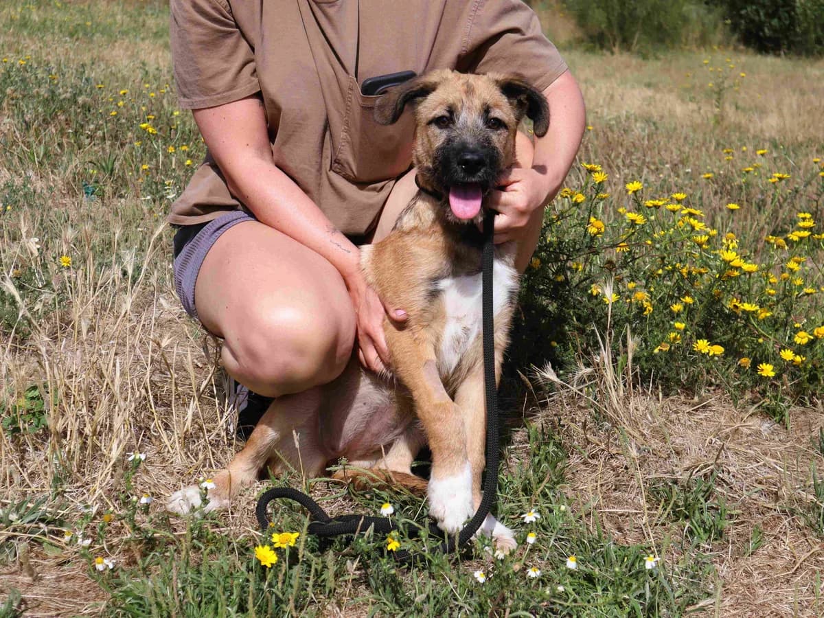 TAMARA, Castanho female puppy Mixed Breed for adoption at O Cantinho da Milu, Lisbon