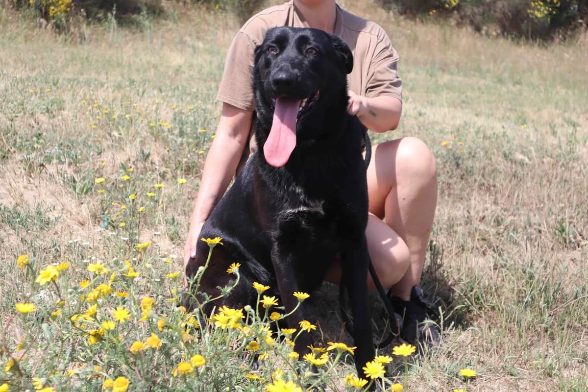 NINA, Mixed Breed (O Cantinho da Milu)