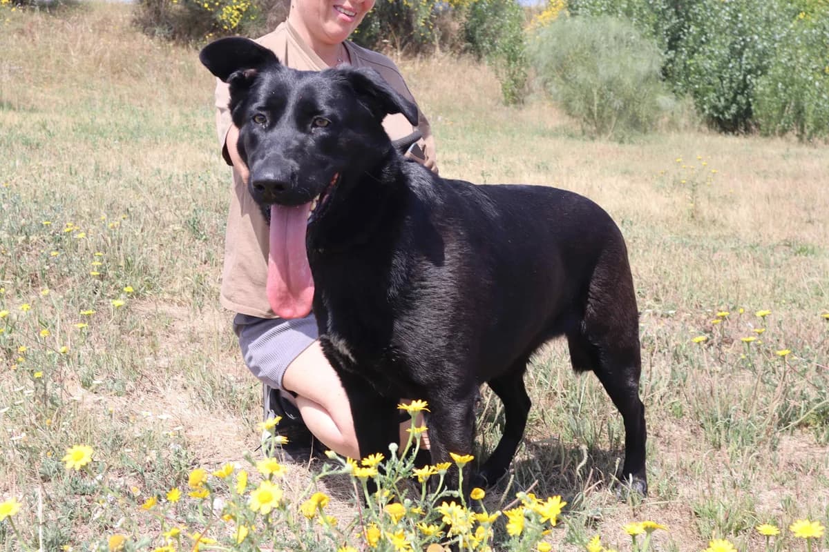 NINA, Preto female young Mixed Breed for adoption at O Cantinho da Milu, Lisbon