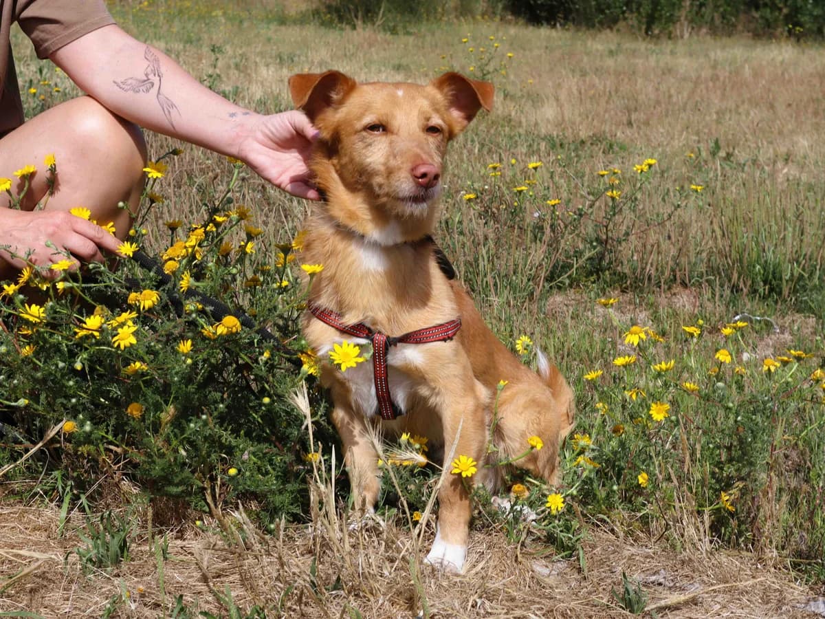 OTTO, Mixed Breed (O Cantinho da Milu)