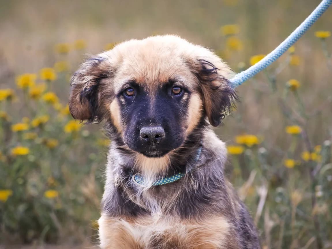 DANTE, Mixed Breed (O Cantinho da Milu)