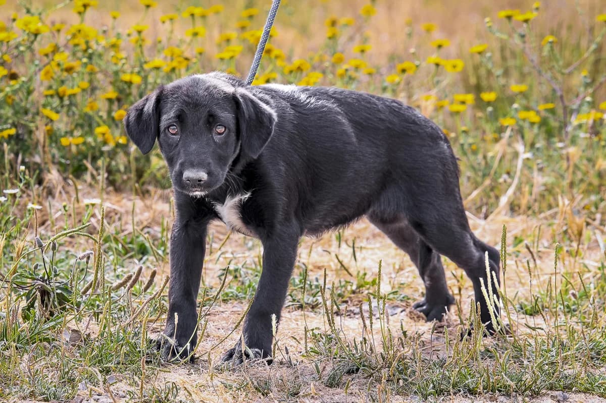 DOLLY, Mixed Breed (O Cantinho da Milu)