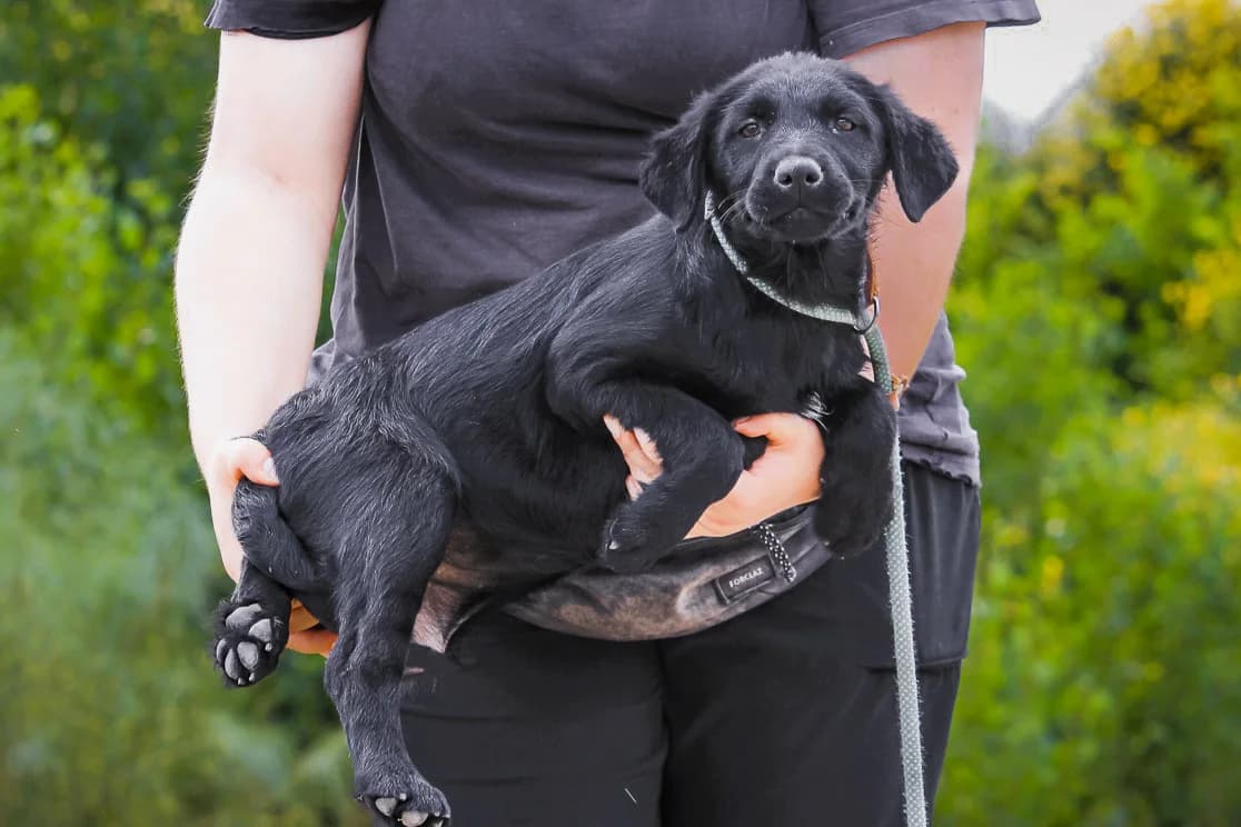 DORIS, Mixed Breed (O Cantinho da Milu)