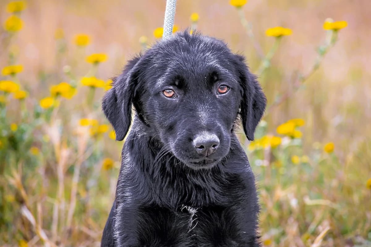 DORIS, Preto female puppy Mixed Breed for adoption at O Cantinho da Milu, Lisbon