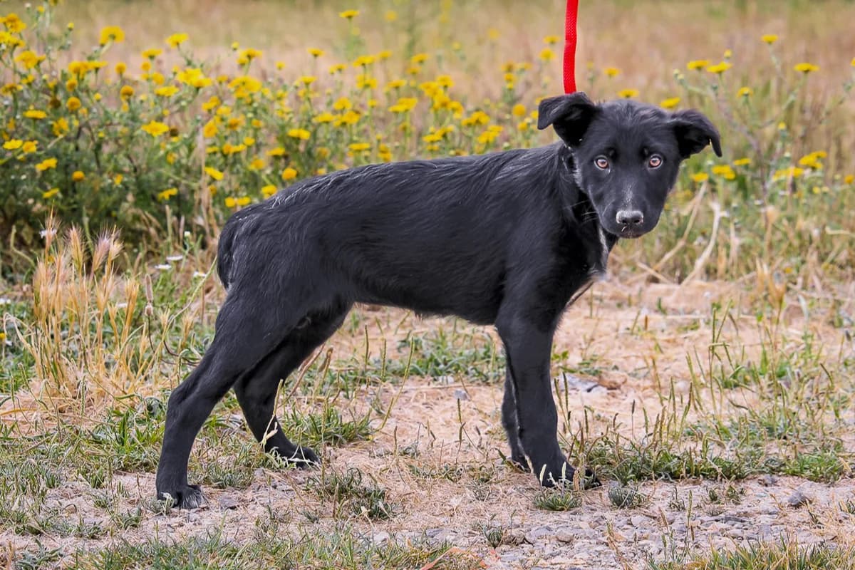 DIANA, Mixed Breed (O Cantinho da Milu)