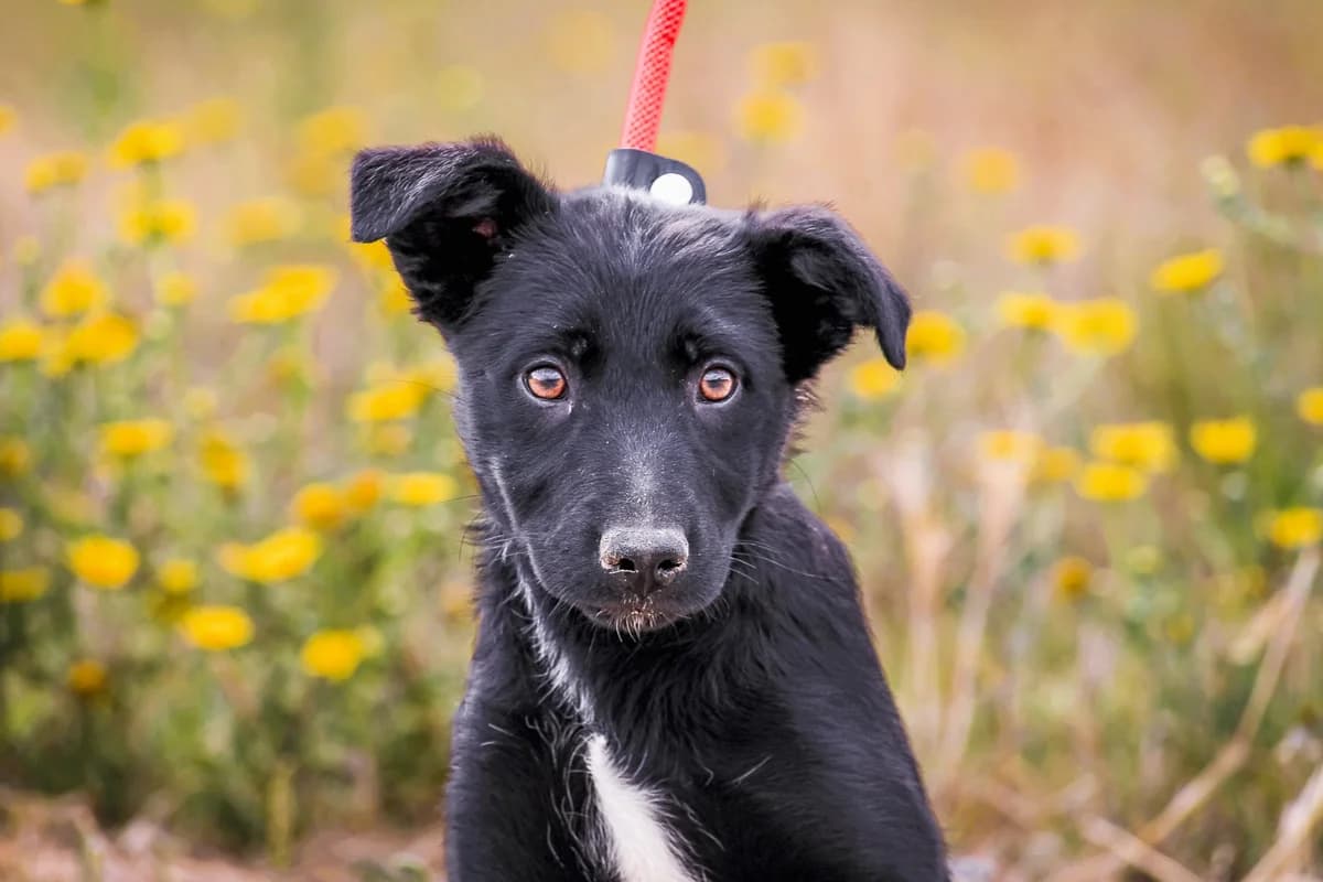 DIANA, Preto e Branco female puppy Mixed Breed for adoption at O Cantinho da Milu, Lisbon