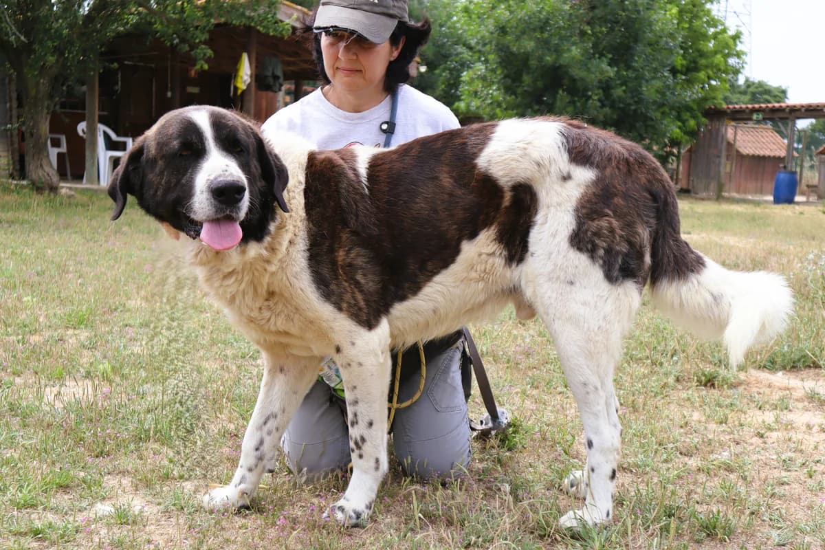 BULET, Mixed Breed (O Cantinho da Milu)