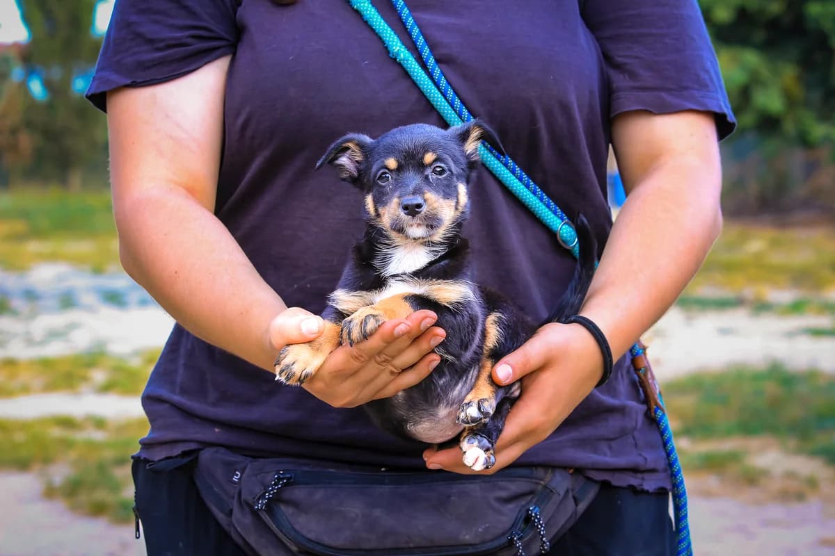 BELLA, Mixed Breed (O Cantinho da Milu)