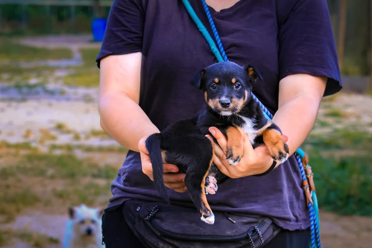 BONNIE, Mixed Breed (O Cantinho da Milu)