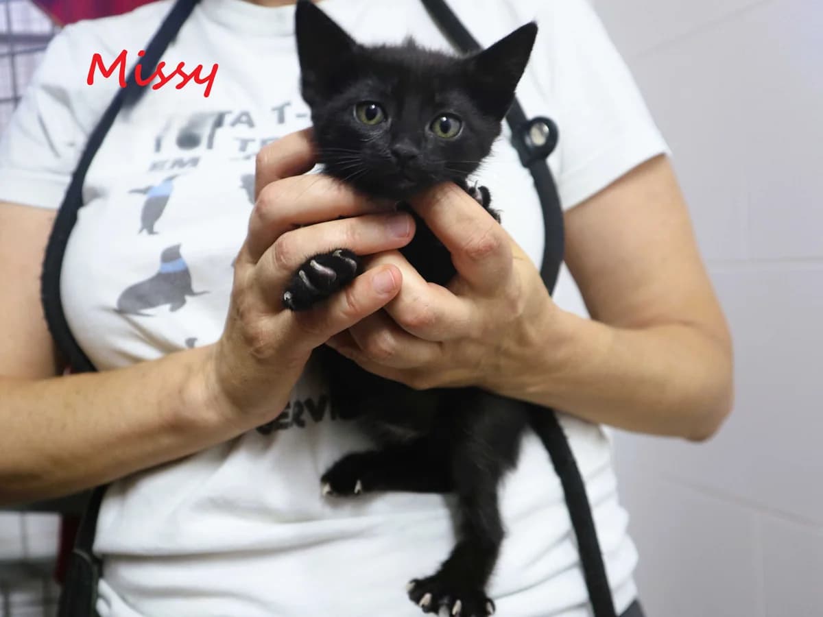 MISSY, Mixed Breed (O Cantinho da Milu)