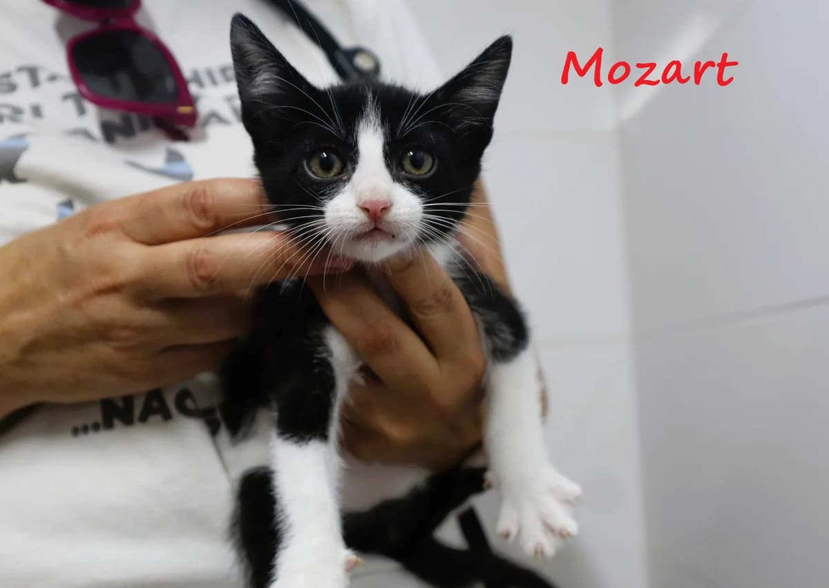 MOZART, Mixed Breed (O Cantinho da Milu)