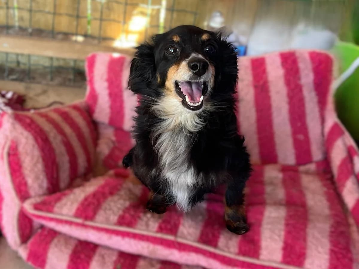 SIMON, Preto afogueado male young Mixed Breed for adoption at O Cantinho da Milu, Lisbon