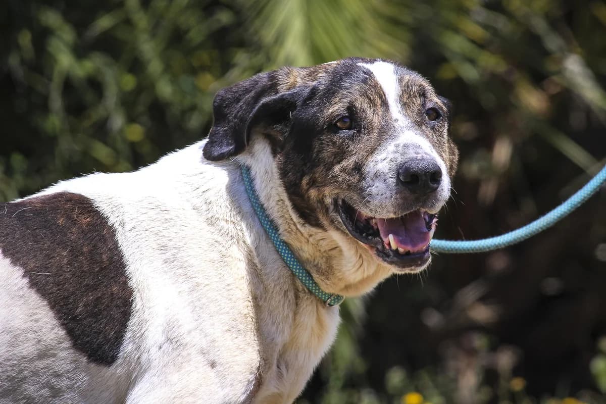TINTIN, Castanho e Branco male 3yo Mixed Breed for adoption at O Cantinho da Milu, Lisbon