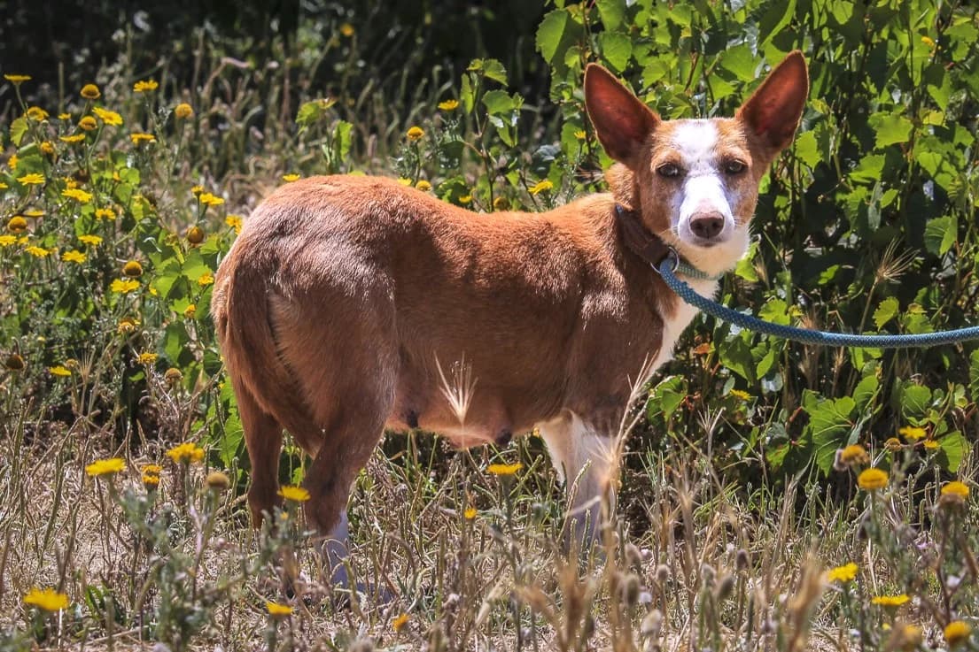 BEAUTY, Branco e Amarelo female young mixed breed for adoption at O Cantinho da Milu, Lisbon