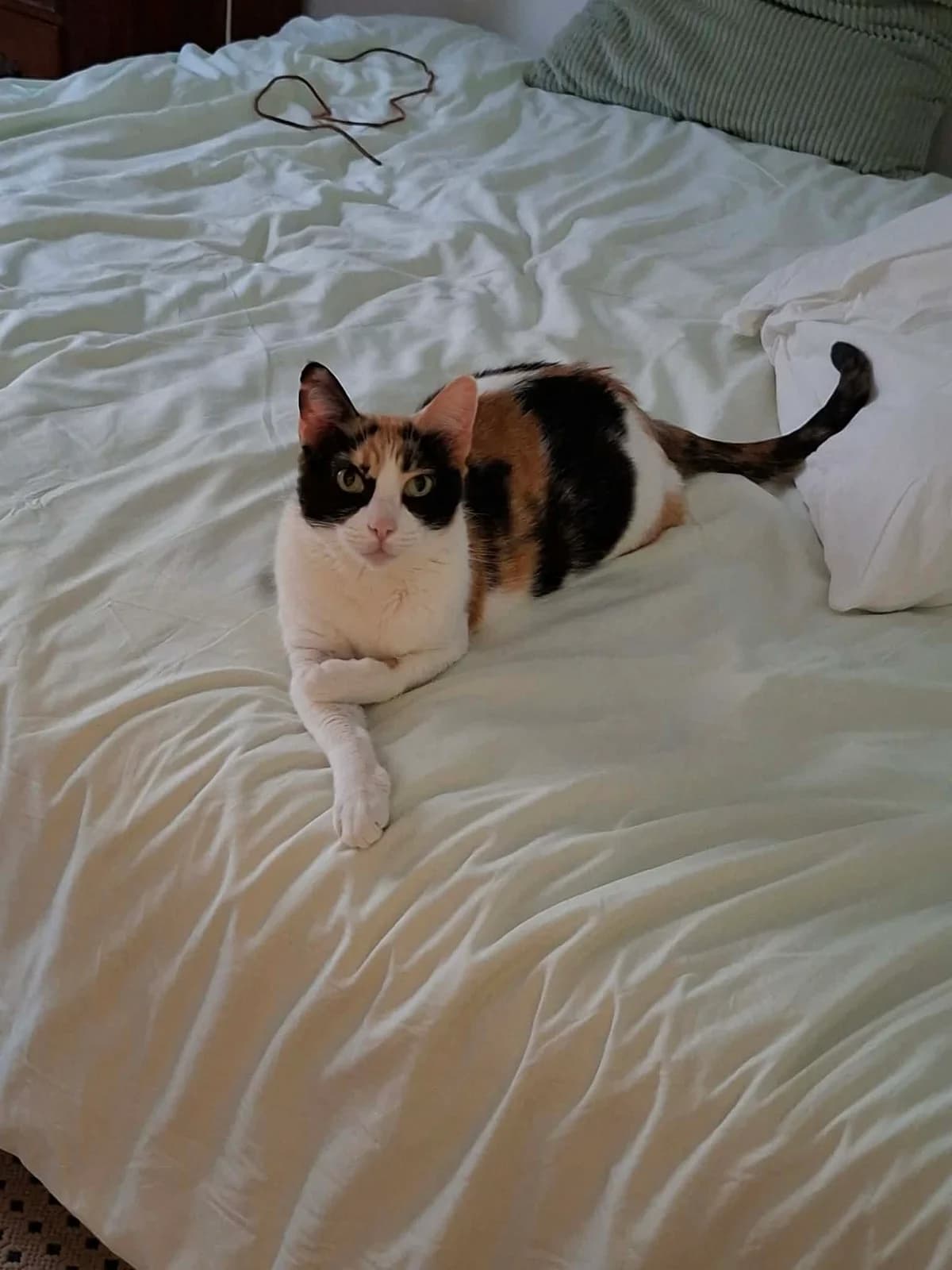 PIPA, Tricolor female senior Mixed Breed for adoption at O Cantinho da Milu, Lisbon