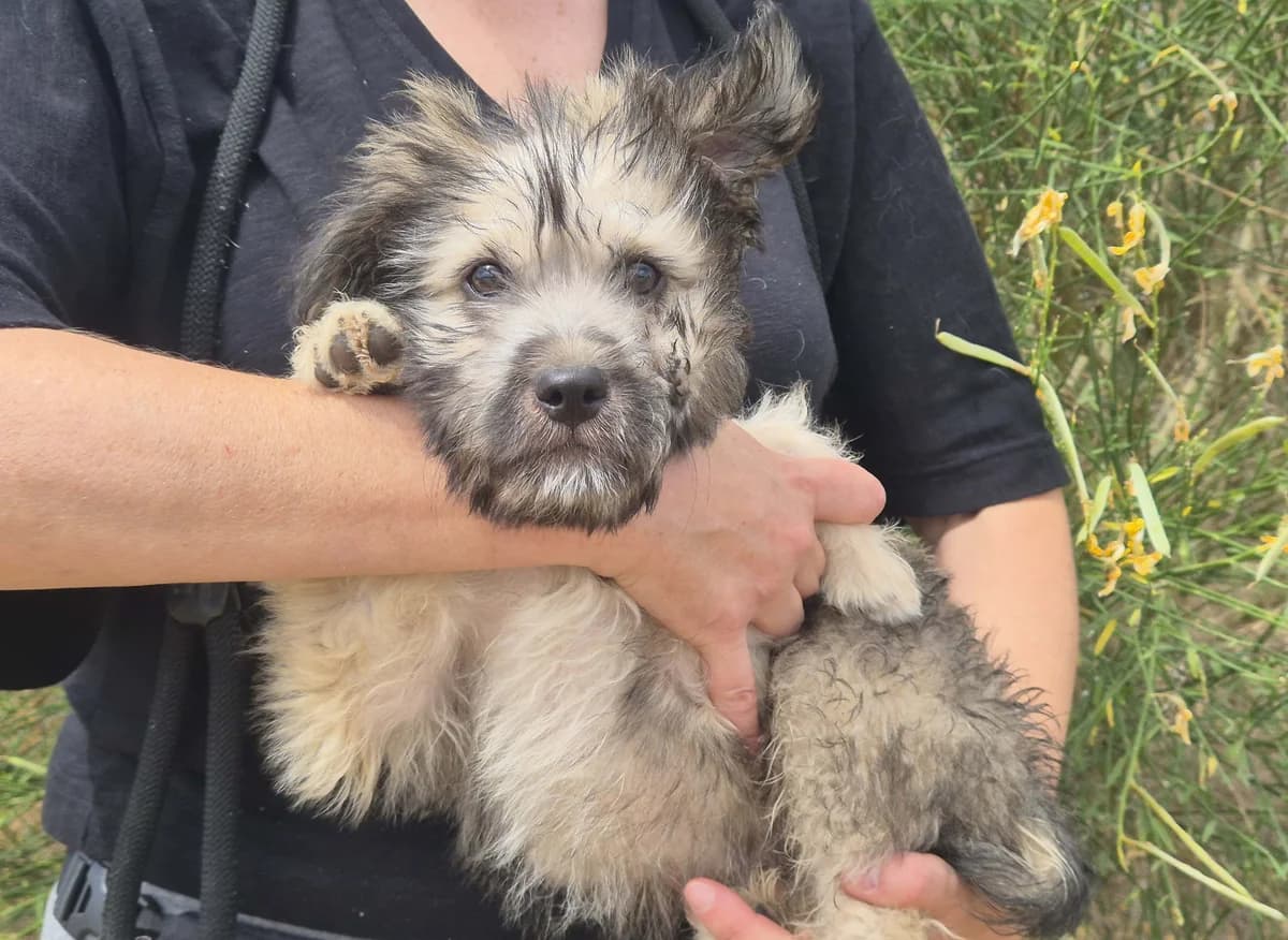 TROY, Cinza male puppy Mixed Breed for adoption at O Cantinho da Milu, Lisbon