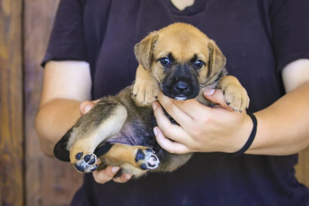 FEE, Castanho female puppy Mixed Breed for adoption at O Cantinho da Milu, Lisbon