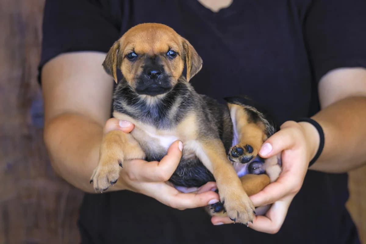 FANNY, Castanho e Cinza female puppy Mixed Breed for adoption at O Cantinho da Milu, Lisbon