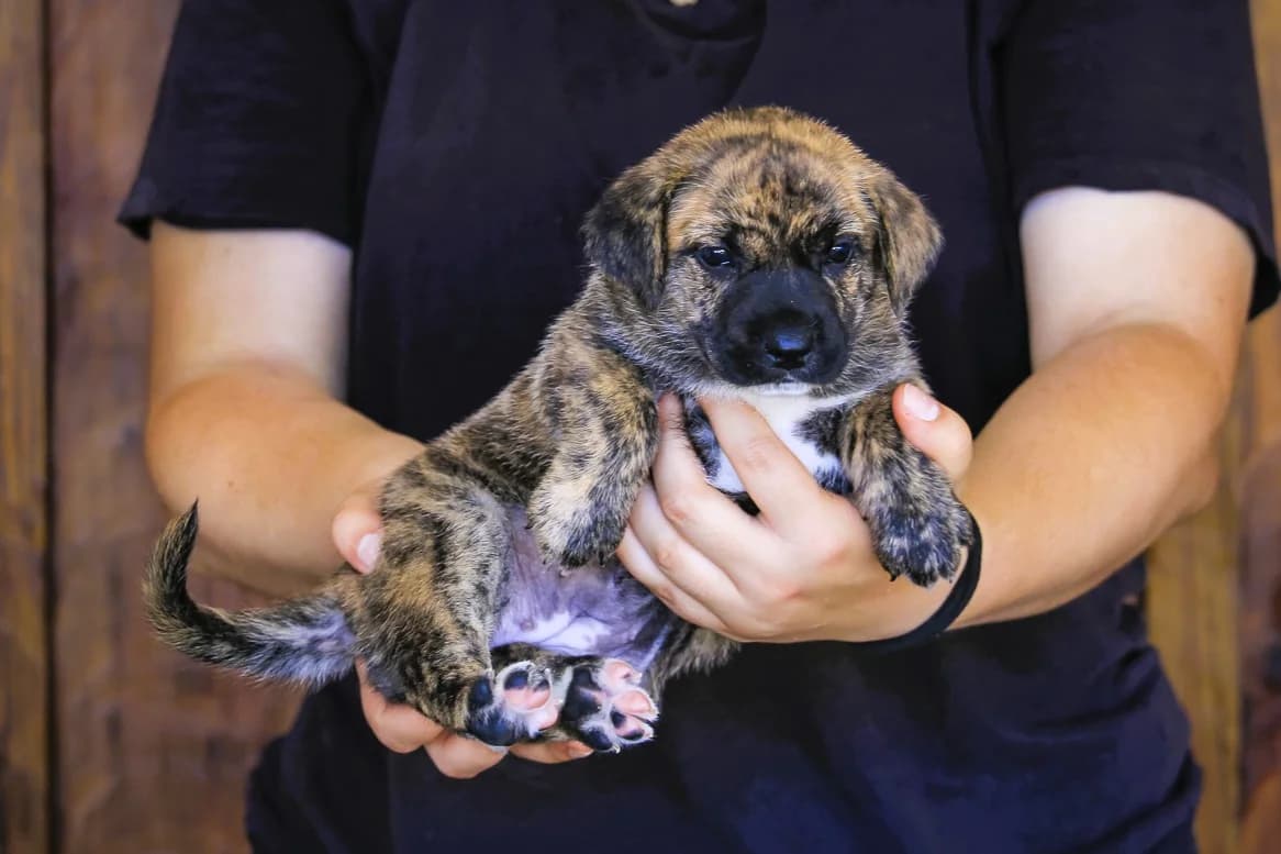 FLORZINHA, Castanho tigrado female puppy Mixed Breed for adoption at O Cantinho da Milu, Lisbon