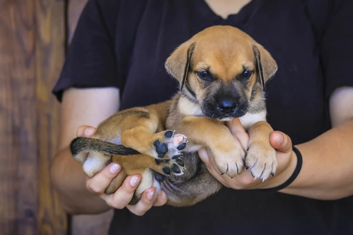 FELIX, Castanho male puppy Mixed Breed for adoption at O Cantinho da Milu, Lisbon