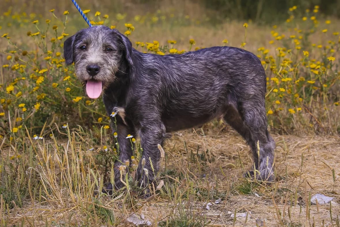 BISCOITO, Cinza male puppy Mixed Breed for adoption at O Cantinho da Milu, Lisbon