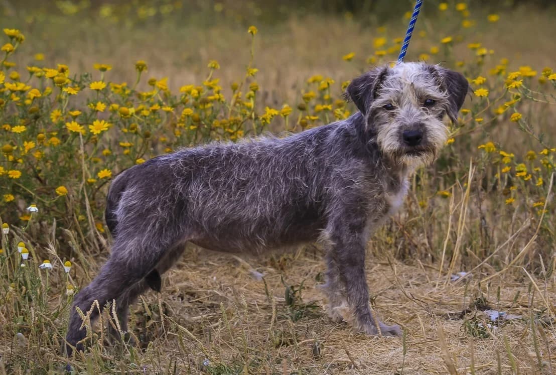 BOLACHA, Cinza female puppy Mixed Breed for adoption at O Cantinho da Milu, Lisbon