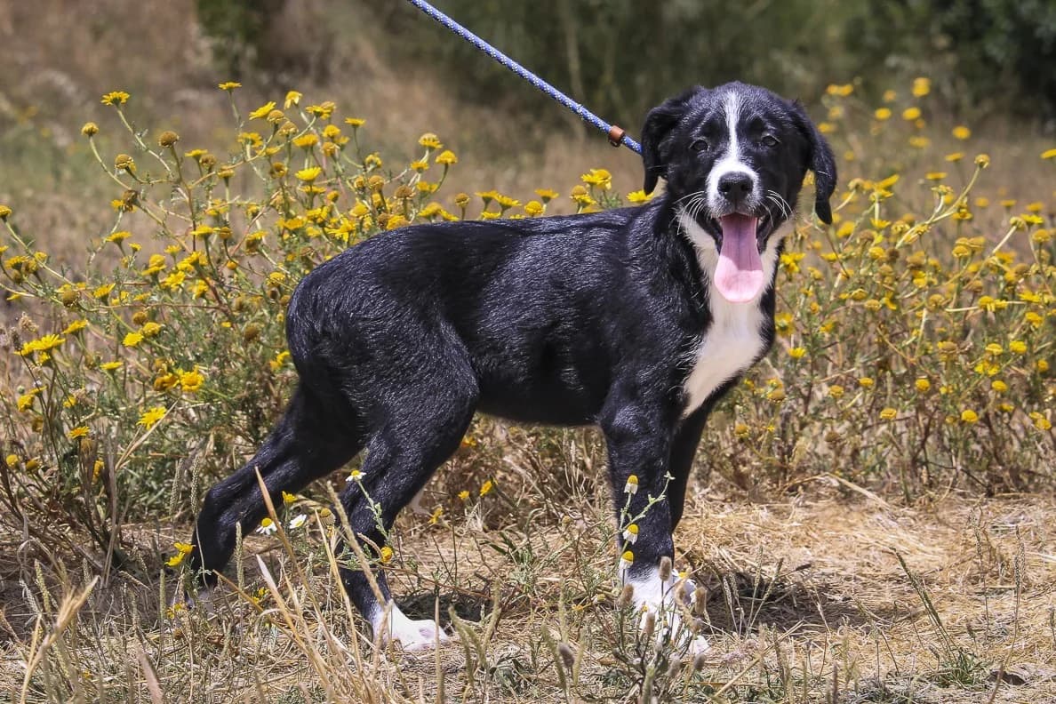 LAIKA, Preto e Branco female puppy Mixed Breed for adoption at O Cantinho da Milu, Lisbon