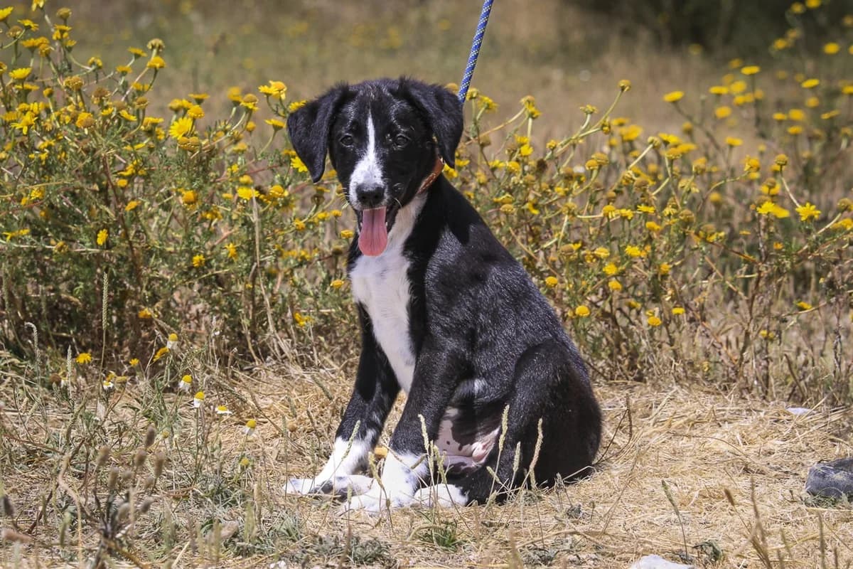 LUCIE, Preto e Branco female puppy Mixed Breed for adoption at O Cantinho da Milu, Lisbon