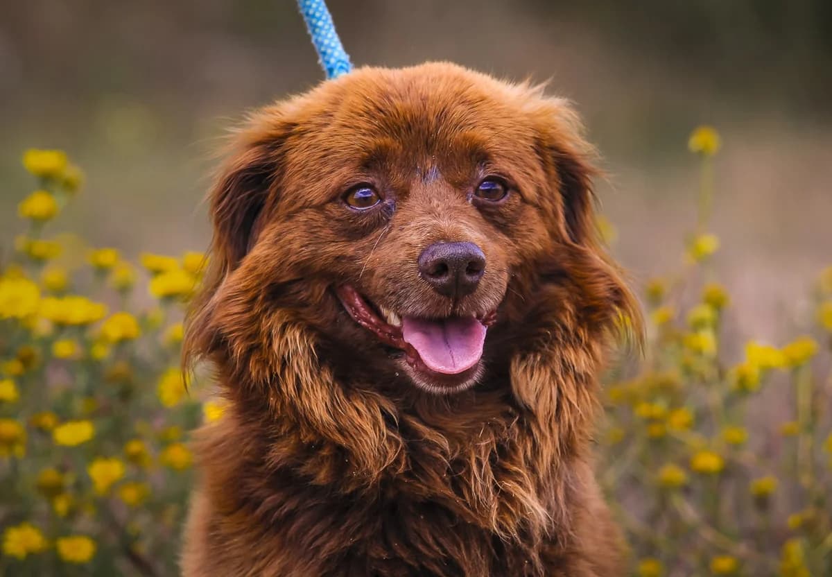 JEROME, Castanho male Mixed Breed for adoption at O Cantinho da Milu, Lisbon