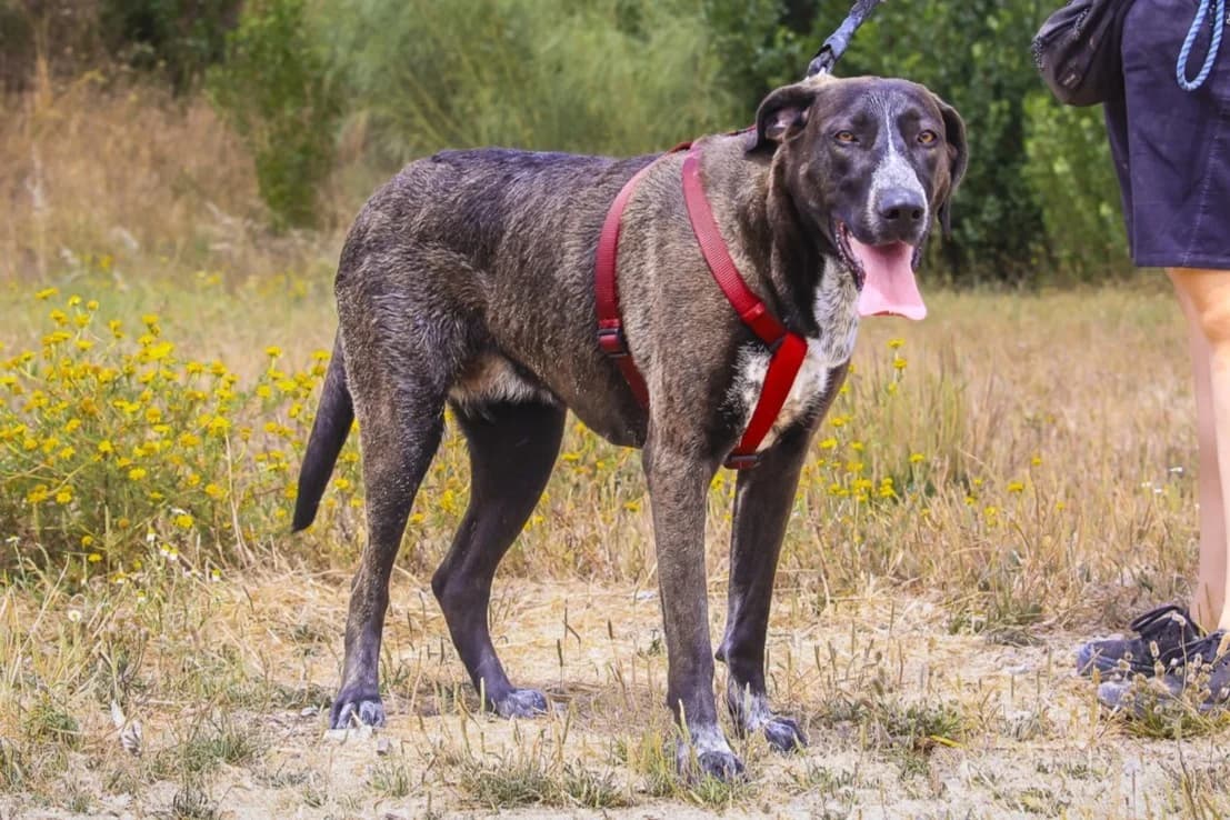 ROISIN, Preto e Branco female young Mixed Breed for adoption at O Cantinho da Milu, Lisbon