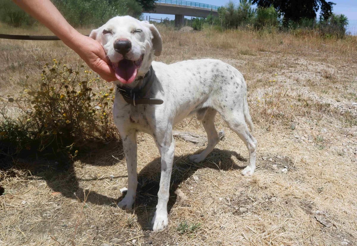SALVADOR, Preto e Branco male senior Mixed Breed for adoption at O Cantinho da Milu, Lisbon