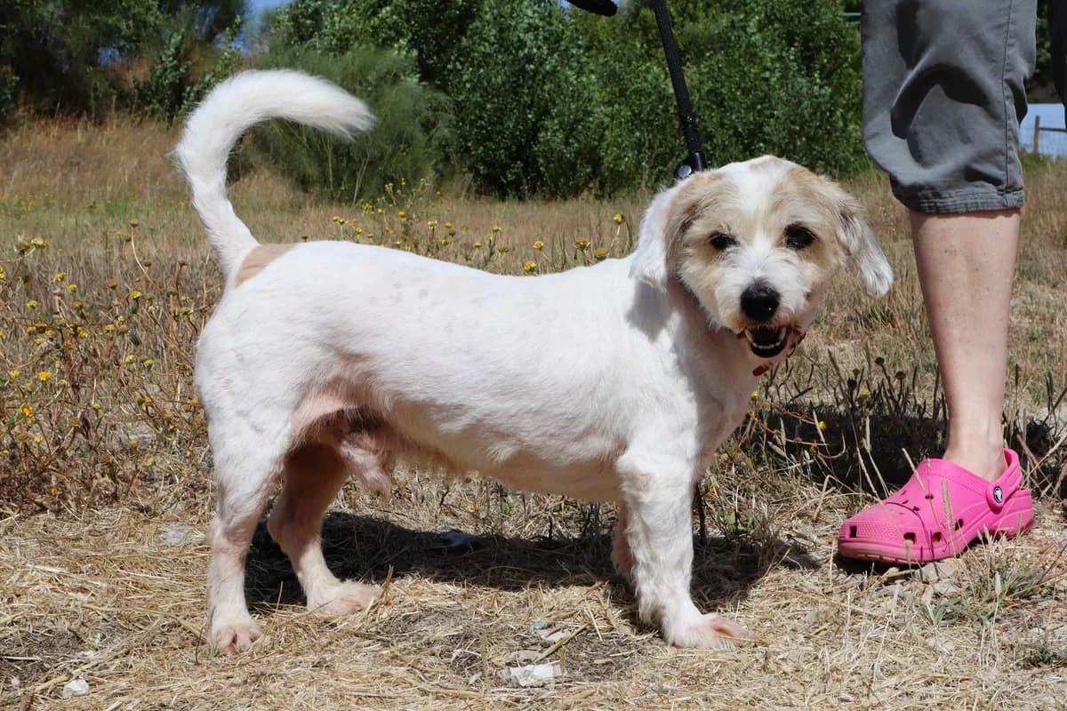 KIKO, Branco male 7yo Mixed Breed for adoption at O Cantinho da Milu, Lisbon