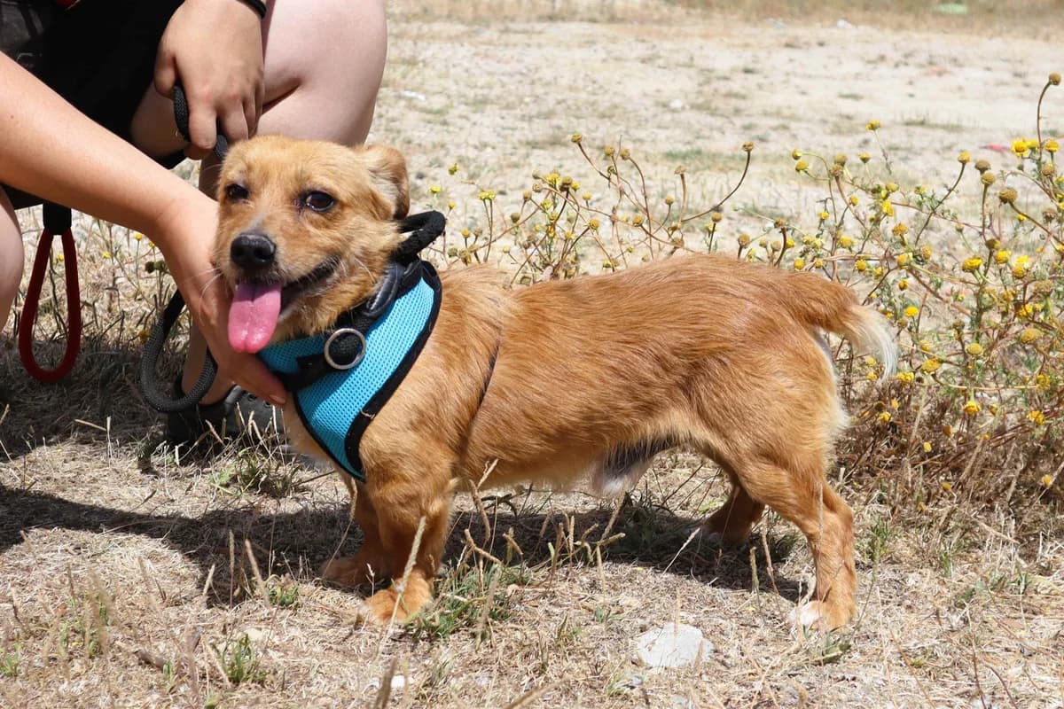 TOBY, Castanho male young Mixed Breed for adoption at O Cantinho da Milu, Lisbon