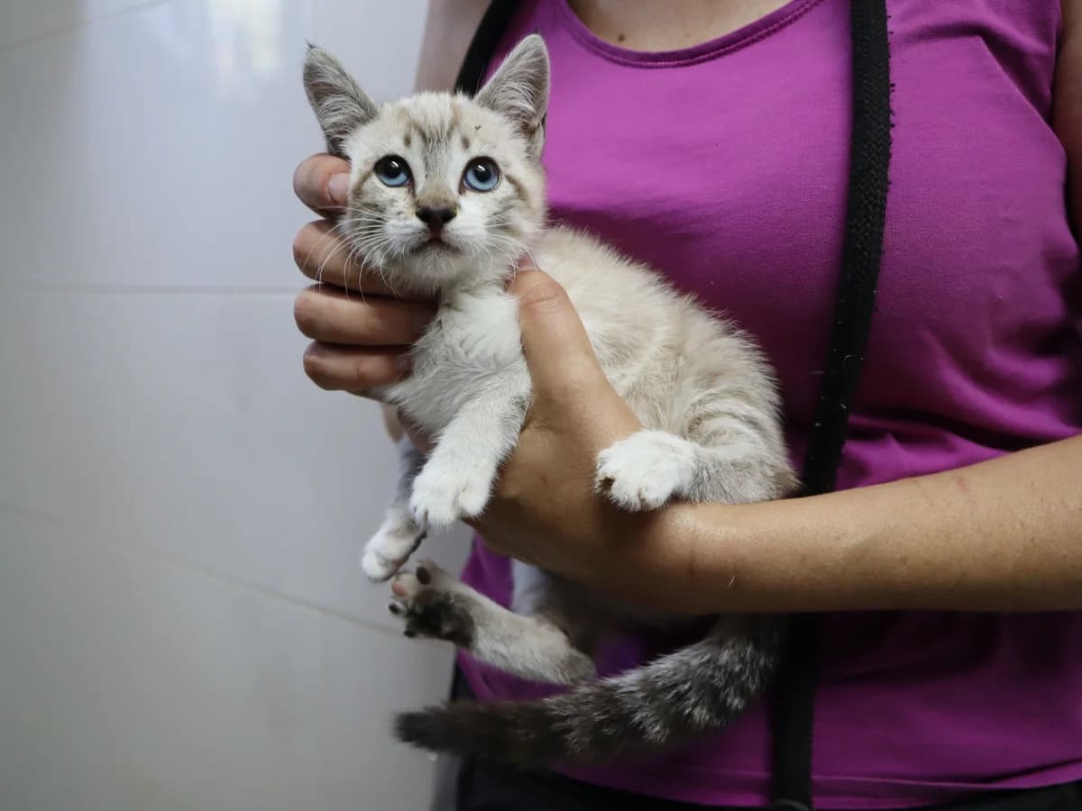 FRANCISCA, Branco e Cinza female puppy Mixed Breed for adoption at O Cantinho da Milu, Lisbon