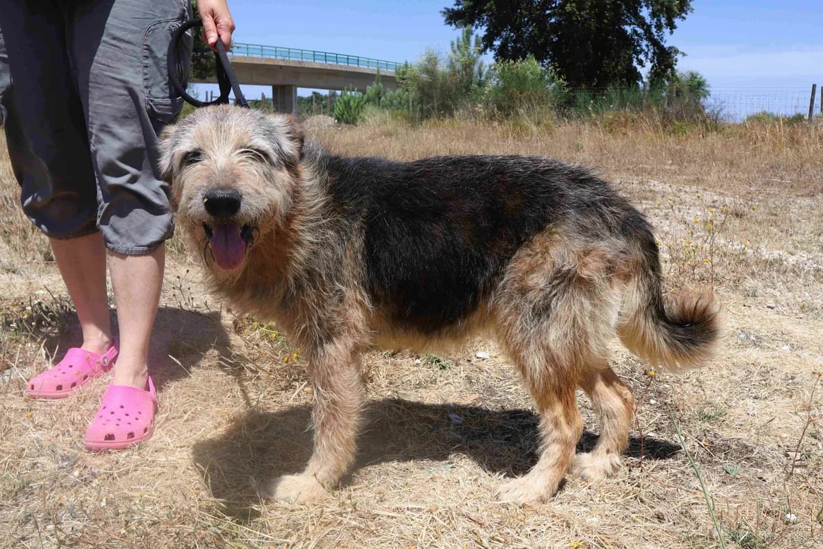 PETUNIA, Preto afogueado female senior Mixed Breed for adoption at O Cantinho da Milu, Lisbon