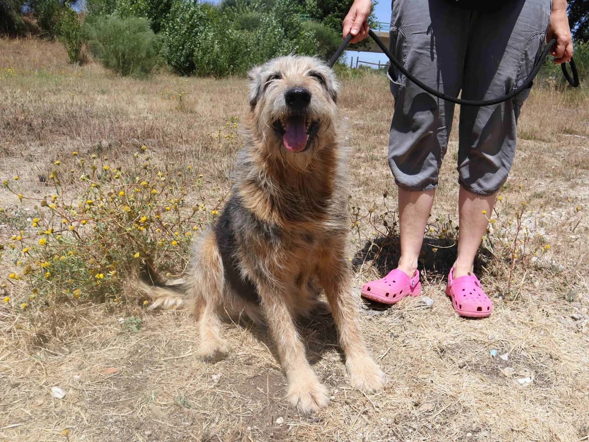 PETUNIA, Preto e Fogo female senior Mixed Breed for adoption at O Cantinho da Milu, Lisbon