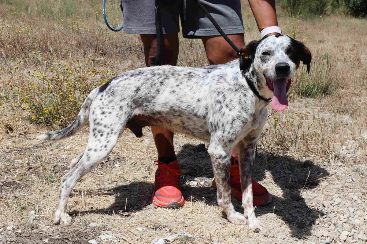 TOMMY, Tricolor male senior Mixed Breed for adoption at O Cantinho da Milu, Lisbon